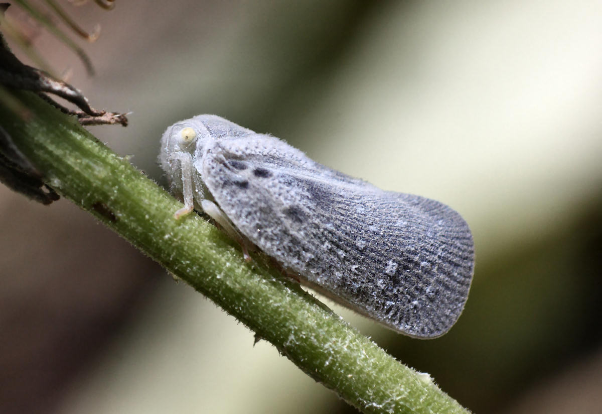  un lepidottero ?? No, Metcalfa pruinosa